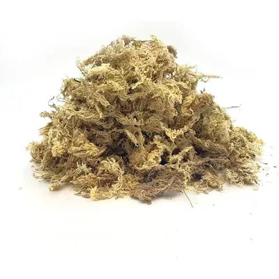 MOUSSE DE SPHAIGNE
