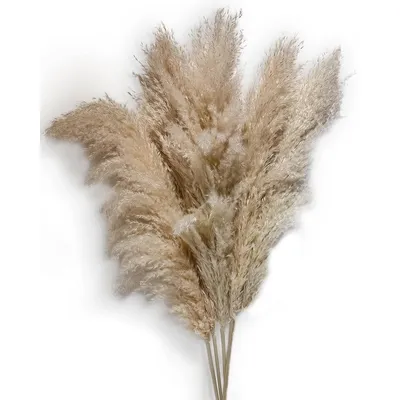 TIGES DE PAMPAS NATURELS 30’’