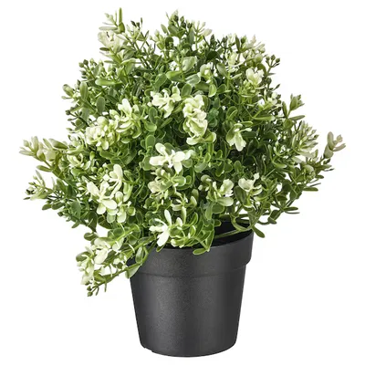 FLEUR BLANCHE-JAUNE-VERT EN POT
