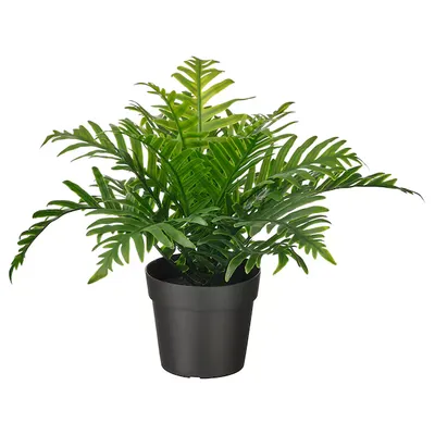 FOUGÈRE EN POT VERDURE